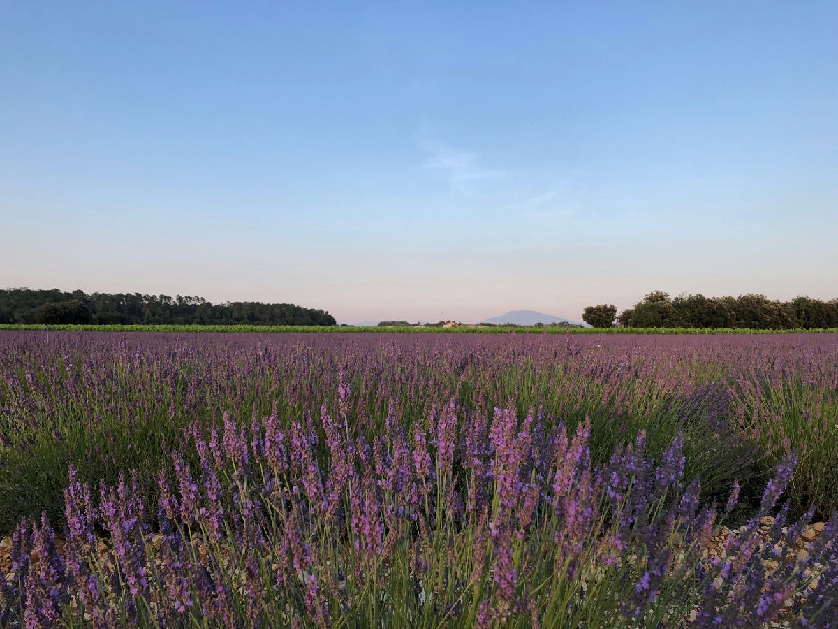Provencal Mas between vineyards and lavender fields for sale - 15