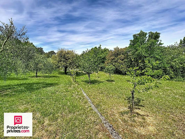 Traditional Villa with Pool and Olive Grove - 3