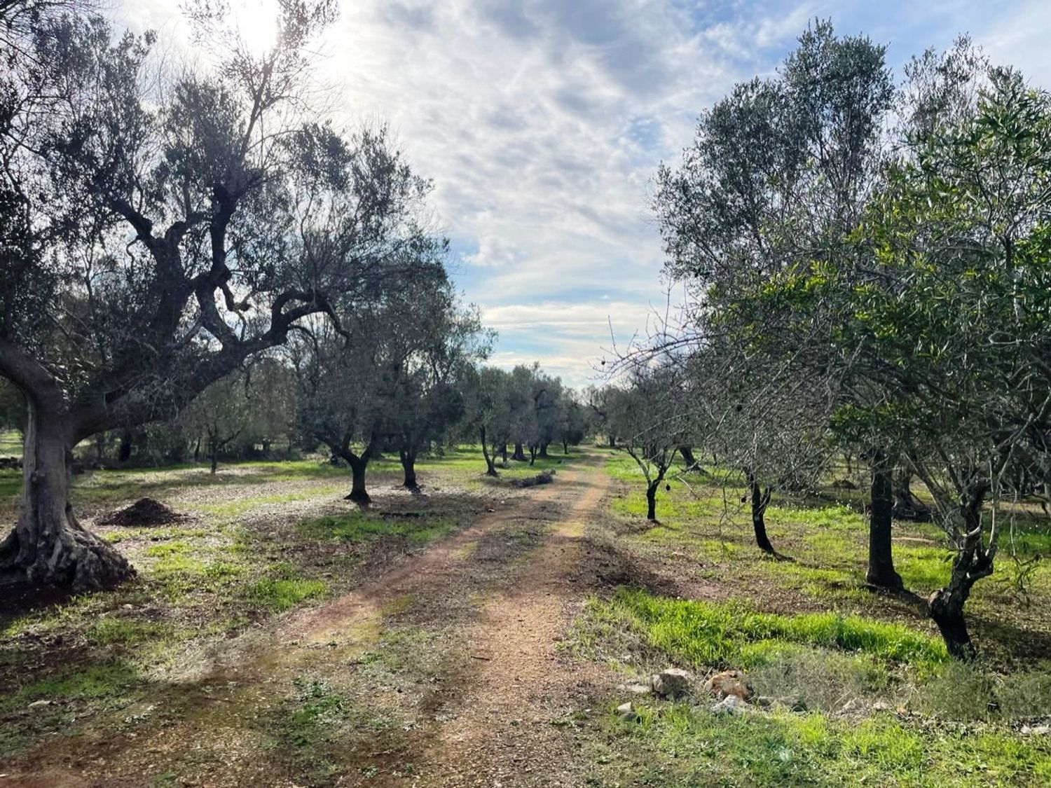 Restoration Project Saracen Trullo - 2